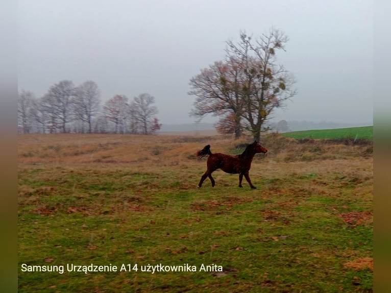 Zangersheide Hengst 1 Jaar 160 cm Bruin in Zajączkówko