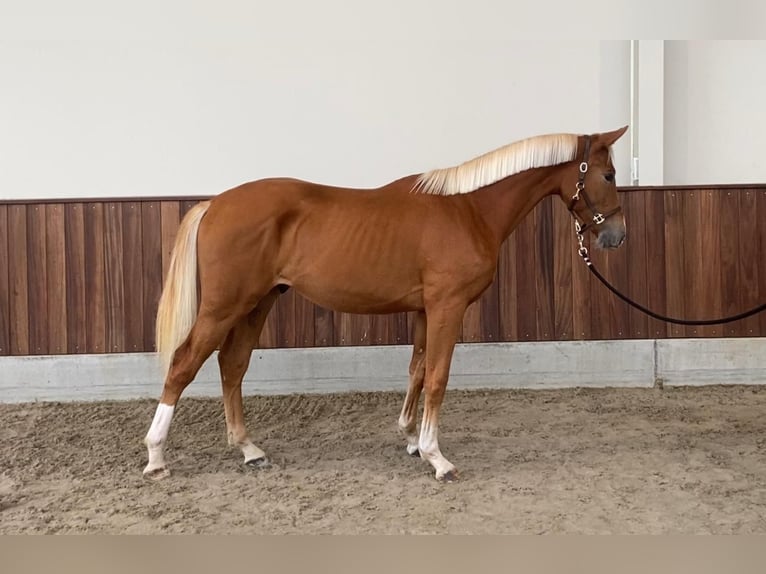 Zangersheide Hengst 1 Jaar 160 cm Vos in GROTE-BROGEL