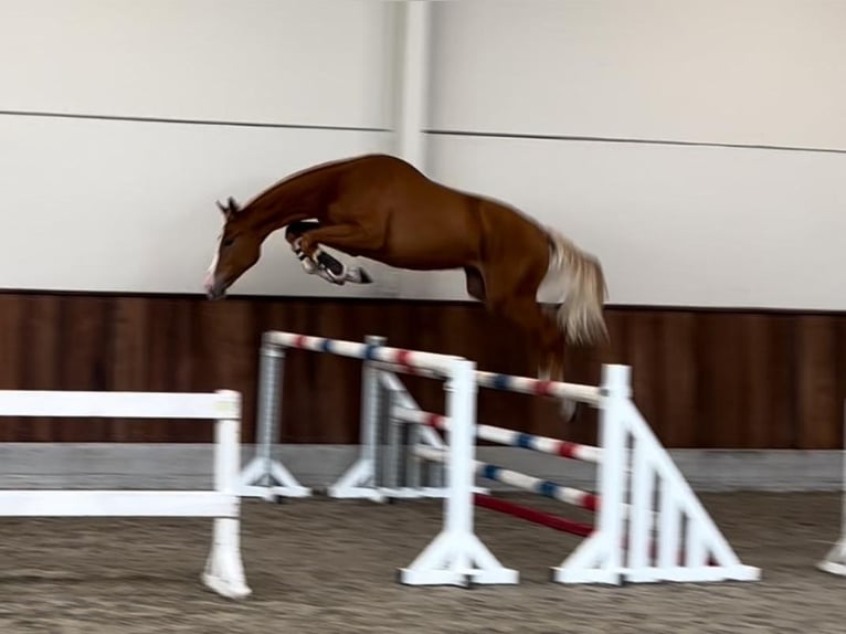 Zangersheide Hengst 1 Jaar 160 cm Vos in GROTE-BROGEL