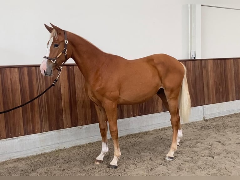 Zangersheide Hengst 1 Jaar 160 cm Vos in GROTE-BROGEL