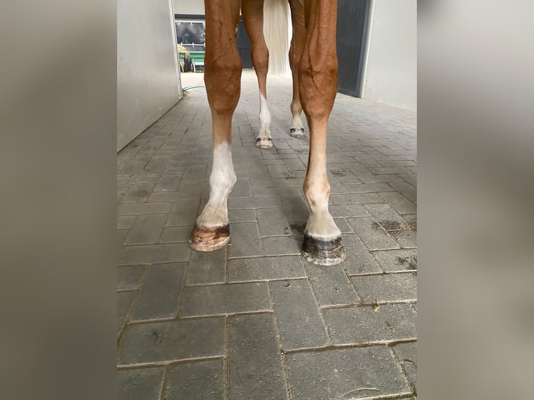 Zangersheide Hengst 1 Jaar 160 cm Vos in GROTE-BROGEL