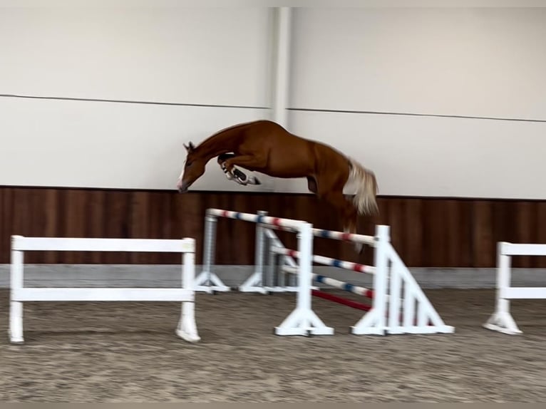 Zangersheide Hengst 1 Jaar 160 cm Vos in GROTE-BROGEL