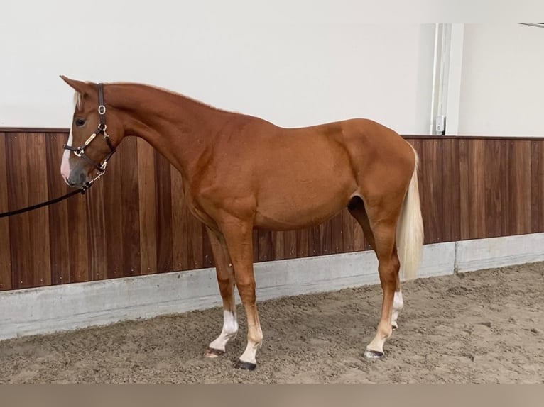 Zangersheide Hengst 1 Jaar 160 cm Vos in GROTE-BROGEL