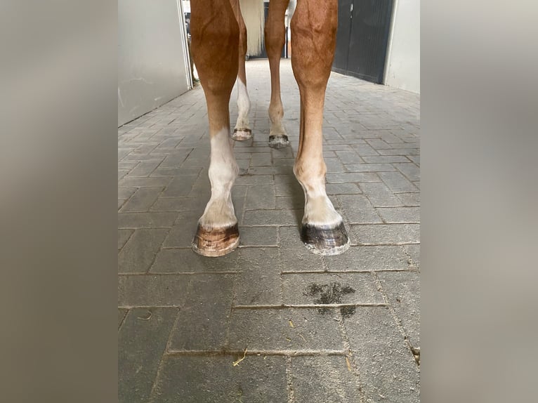 Zangersheide Hengst 1 Jaar 160 cm Vos in GROTE-BROGEL