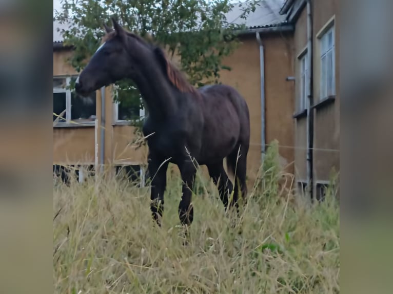 Zangersheide Hengst 1 Jaar 165 cm Zwart in Sebnitz