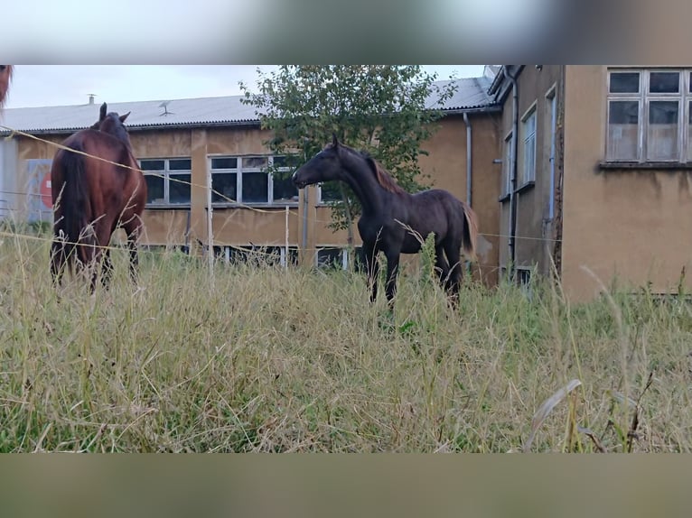 Zangersheide Hengst 1 Jaar 165 cm Zwart in Sebnitz