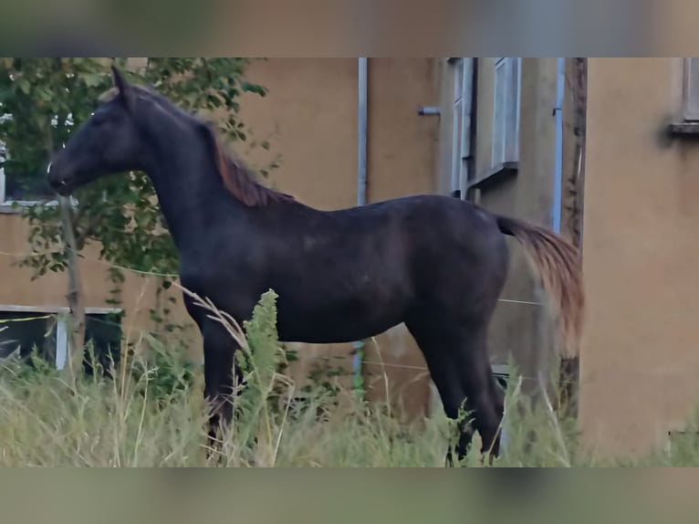 Zangersheide Hengst 1 Jaar 165 cm Zwart in Sebnitz