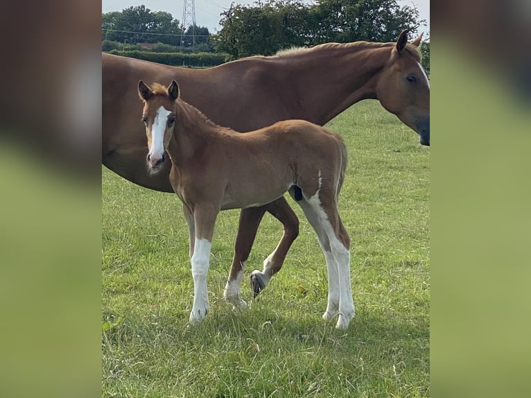 Zangersheide Hengst 1 Jaar 166 cm Donkere-vos in Canterbury