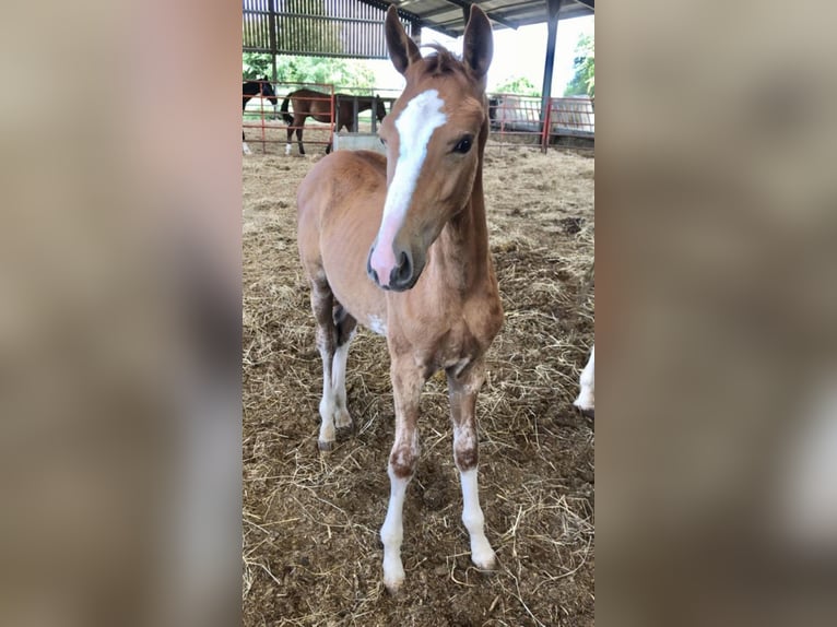 Zangersheide Hengst 1 Jaar 166 cm Donkere-vos in Canterbury