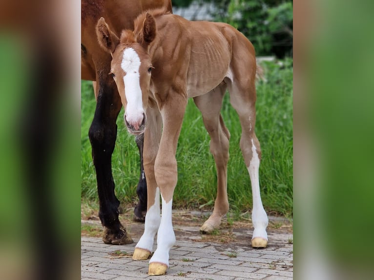 Zangersheide Hengst 1 Jaar 167 cm Vos in Schnega Schnega