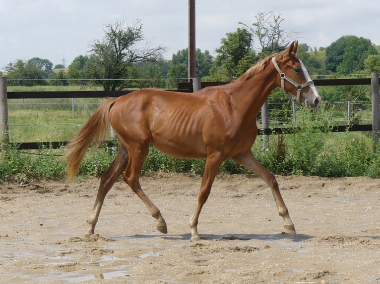 Zangersheide Hengst 1 Jaar 168 cm Vos in Mücheln (Geiseltal)