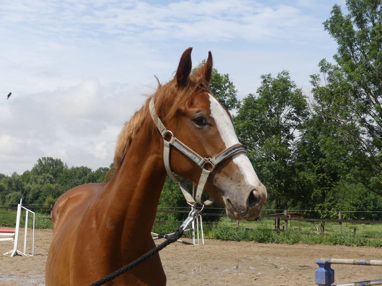 Zangersheide Hengst 1 Jaar 168 cm Vos in Mücheln (Geiseltal)