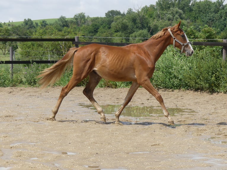 Zangersheide Hengst 1 Jaar 168 cm Vos in Mücheln (Geiseltal)