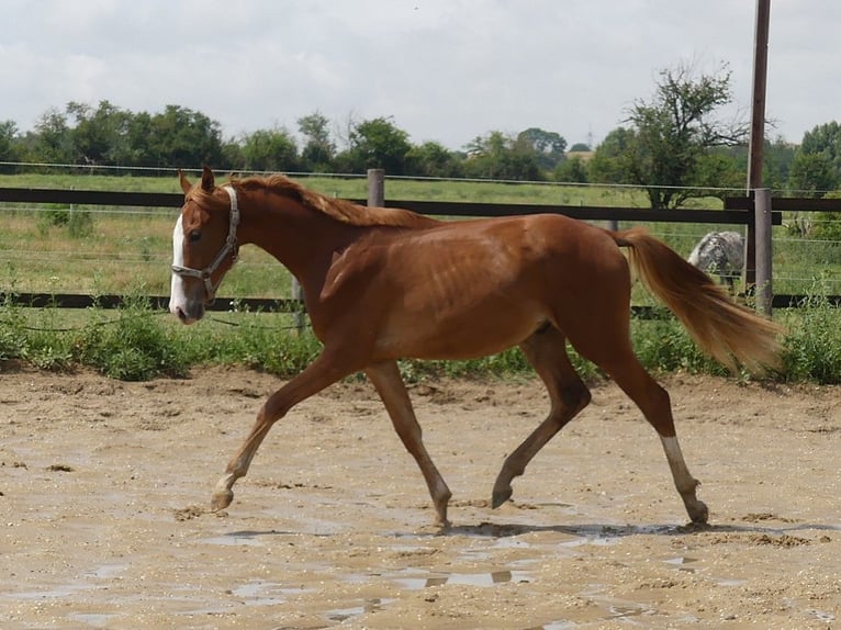 Zangersheide Hengst 1 Jaar 168 cm Vos in Mücheln (Geiseltal)