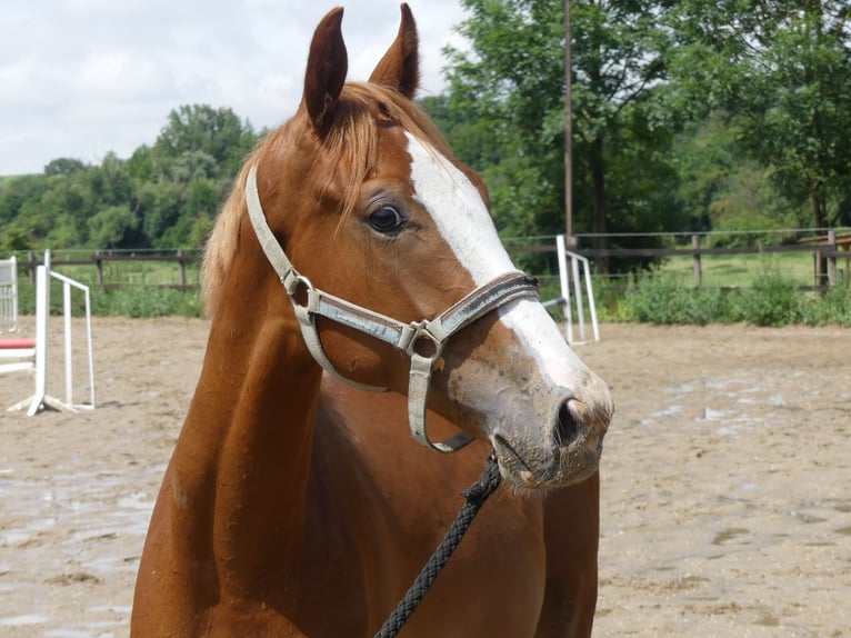 Zangersheide Hengst 1 Jaar 168 cm Vos in Mücheln (Geiseltal)