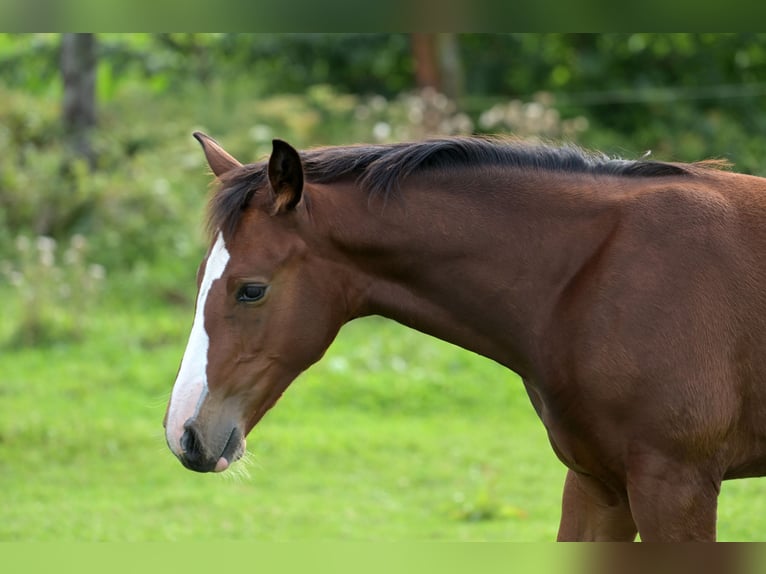 Zangersheide Hengst 1 Jaar 168 cm Zwartschimmel in Oetingenkester