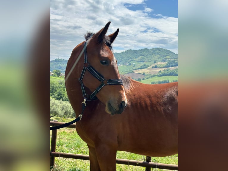 Zangersheide Hengst 1 Jaar 170 cm Bruin in BisentiBisenti (TE)
