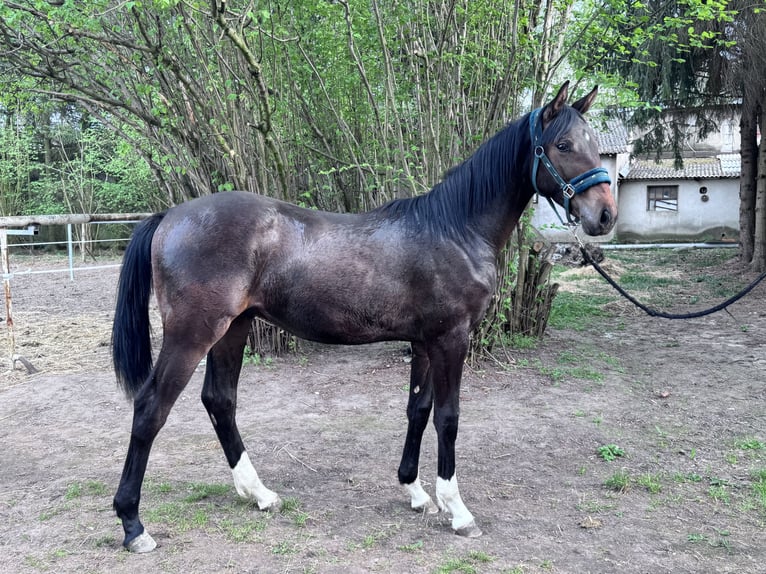 Zangersheide Hengst 1 Jaar 170 cm Donkerbruin in Poznan