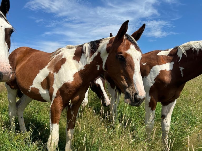 Zangersheide Hengst 1 Jaar 170 cm Gevlekt-paard in Libramont