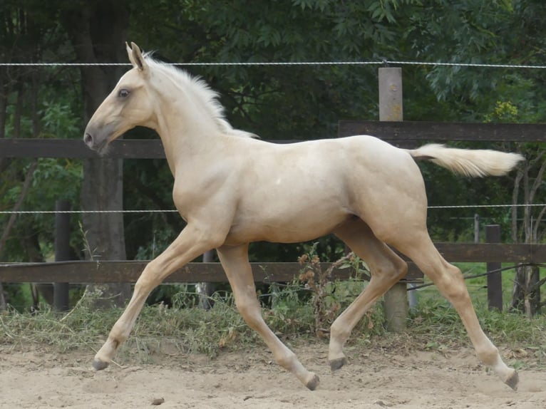 Zangersheide Hengst 1 Jaar 170 cm Palomino in Mücheln (Geiseltal)