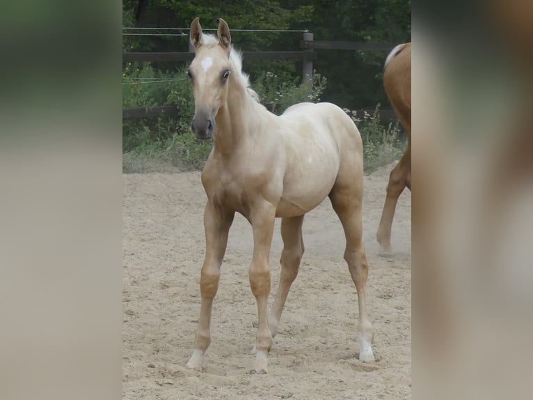 Zangersheide Hengst 1 Jaar 170 cm Palomino in Mücheln (Geiseltal)