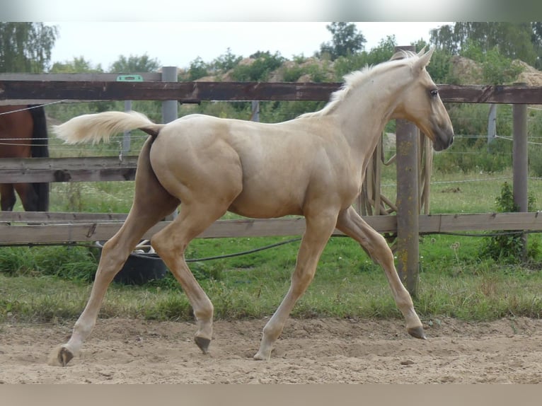 Zangersheide Hengst 1 Jaar 170 cm Palomino in Mücheln (Geiseltal)