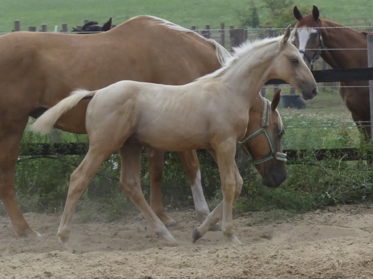 Zangersheide Hengst 1 Jaar 170 cm Palomino in Mücheln (Geiseltal)