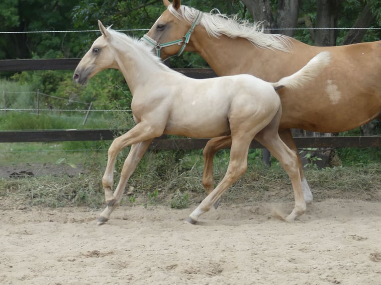 Zangersheide Hengst 1 Jaar 170 cm Palomino in Mücheln (Geiseltal)