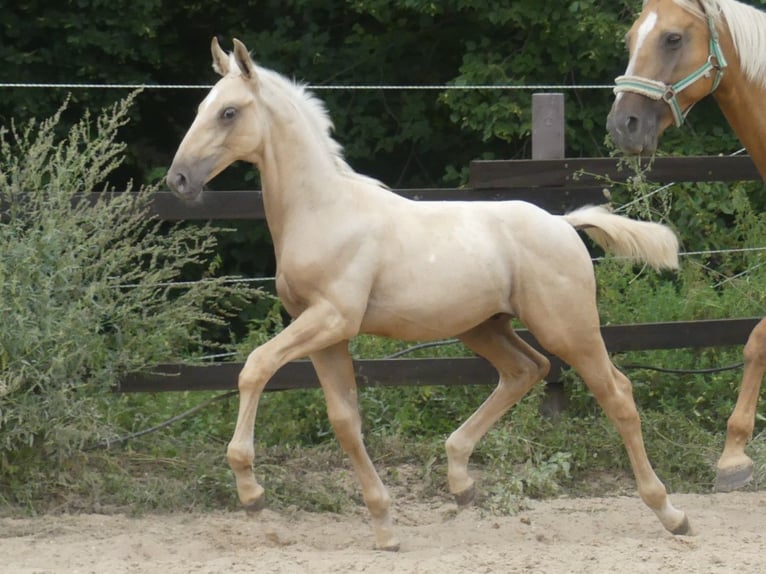 Zangersheide Hengst 1 Jaar 170 cm Palomino in Mücheln (Geiseltal)