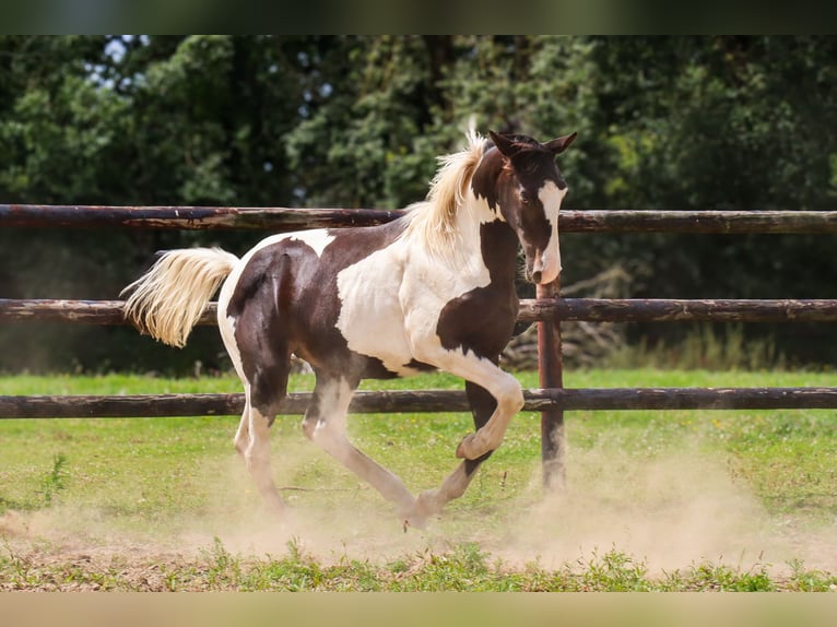 Zangersheide Hengst 1 Jaar 170 cm Tobiano-alle-kleuren in Languidic