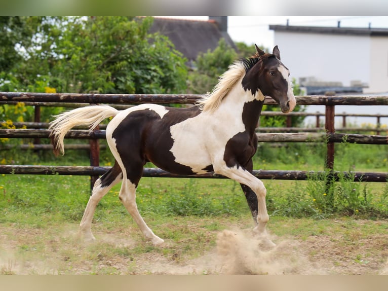 Zangersheide Hengst 1 Jaar 170 cm Tobiano-alle-kleuren in Languidic