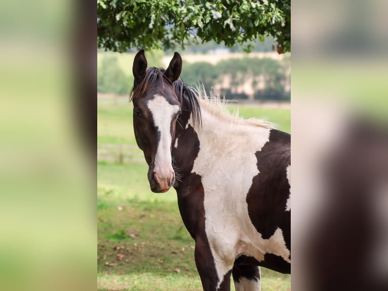 Zangersheide Hengst 1 Jaar 170 cm Tobiano-alle-kleuren in Languidic