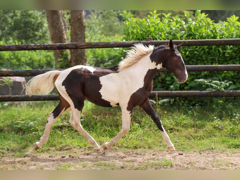 Zangersheide Hengst 1 Jaar 170 cm Tobiano-alle-kleuren in Languidic