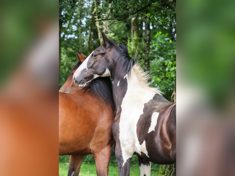 Zangersheide Hengst 1 Jaar 170 cm Tobiano-alle-kleuren in Languidic