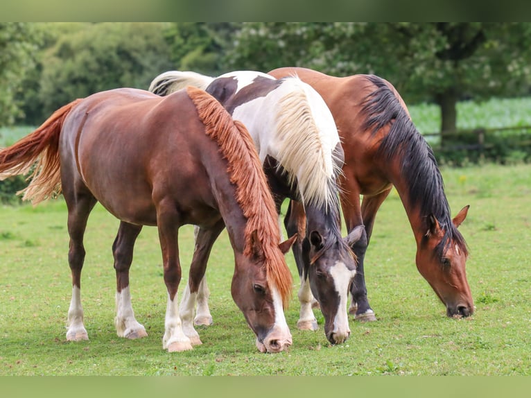 Zangersheide Hengst 1 Jaar 170 cm Tobiano-alle-kleuren in Languidic