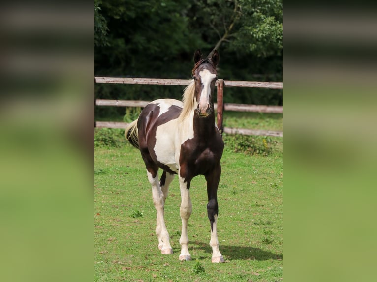 Zangersheide Hengst 1 Jaar 170 cm Tobiano-alle-kleuren in Languidic