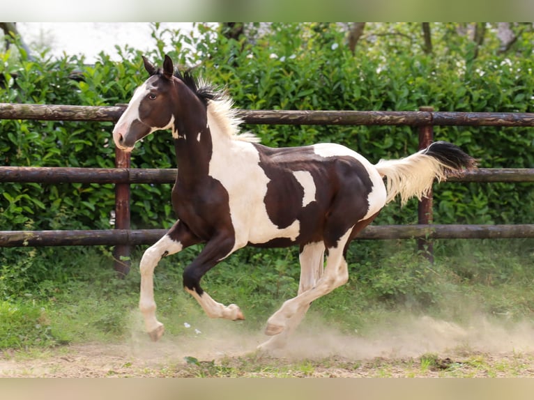 Zangersheide Hengst 1 Jaar 170 cm Tobiano-alle-kleuren in Languidic