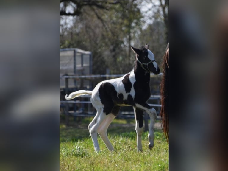 Zangersheide Hengst 1 Jaar 170 cm Zwart in Saint André de cubzac