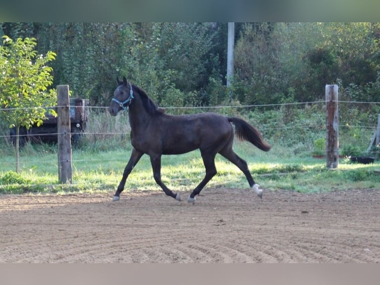 Zangersheide Hengst 1 Jaar 170 cm Zwartbruin in Dobromierz