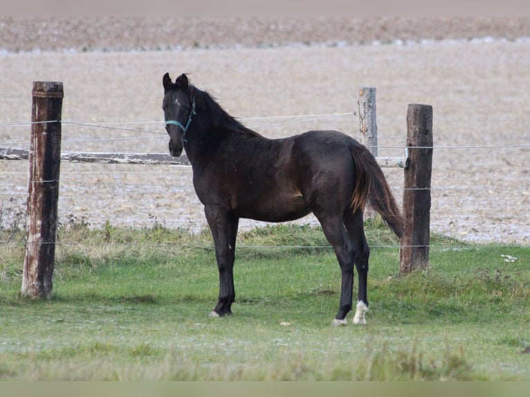 Zangersheide Hengst 1 Jaar 170 cm Zwartbruin in Dobromierz