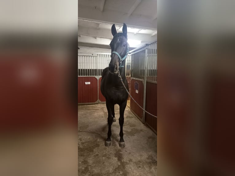 Zangersheide Hengst 1 Jaar 170 cm Zwartbruin in Dobromierz