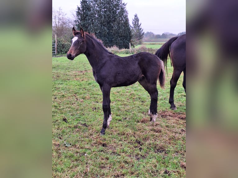 Zangersheide Hengst 1 Jaar 172 cm Zwartbruin in Houtvenne