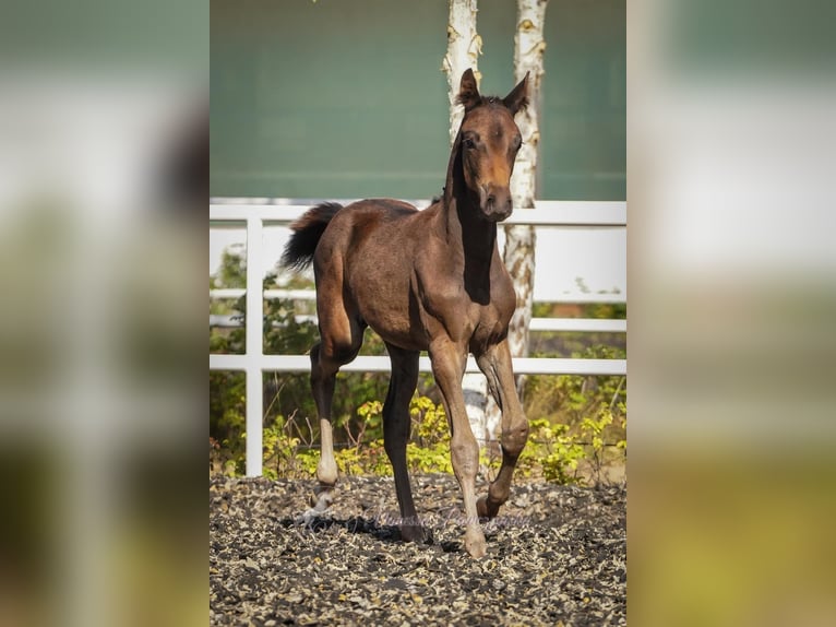 Zangersheide Hengst 1 Jaar 172 cm Zwartbruin in Budy Mszczonowskie
