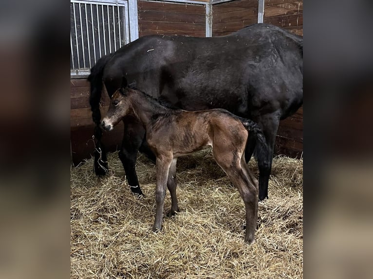 Zangersheide Hengst 1 Jaar 173 cm Bruin in Eerste Exloërmond