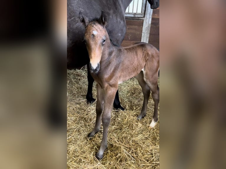 Zangersheide Hengst 1 Jaar 173 cm Bruin in Eerste Exloërmond