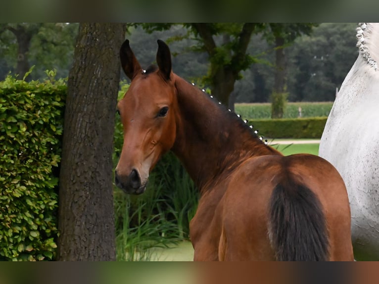 Zangersheide Hengst 1 Jaar 173 cm Bruin in Reichenwalde