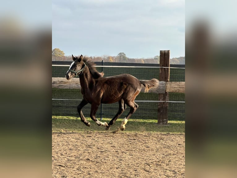 Zangersheide Mix Hengst 1 Jaar 175 cm Zwart in Karmin