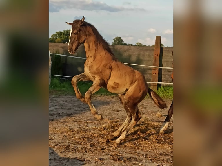 Zangersheide Mix Hengst 1 Jaar 175 cm Zwart in Karmin