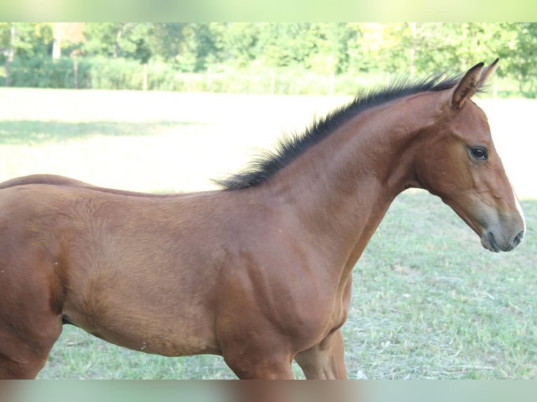 Zangersheide Hengst 1 Jaar Bruin in Flumignano