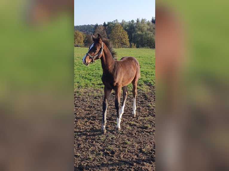 Zangersheide Hengst 1 Jaar Bruin in Bayerisch Gmain